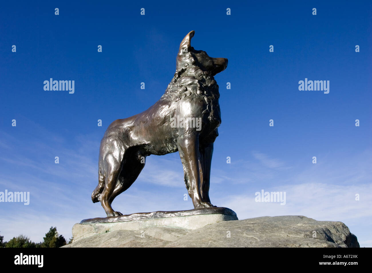 Cane di pecora memorial Lago Tekapo centrale Isola del Sud della Nuova Zelanda Foto Stock