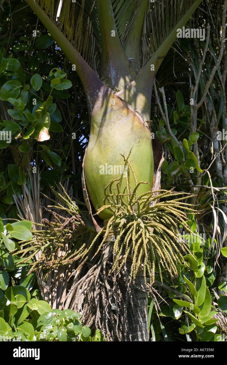 Base a bulbo e fiori di palme Nikau Palmae sapida Punakaiki Isola del Sud della Nuova Zelanda Foto Stock