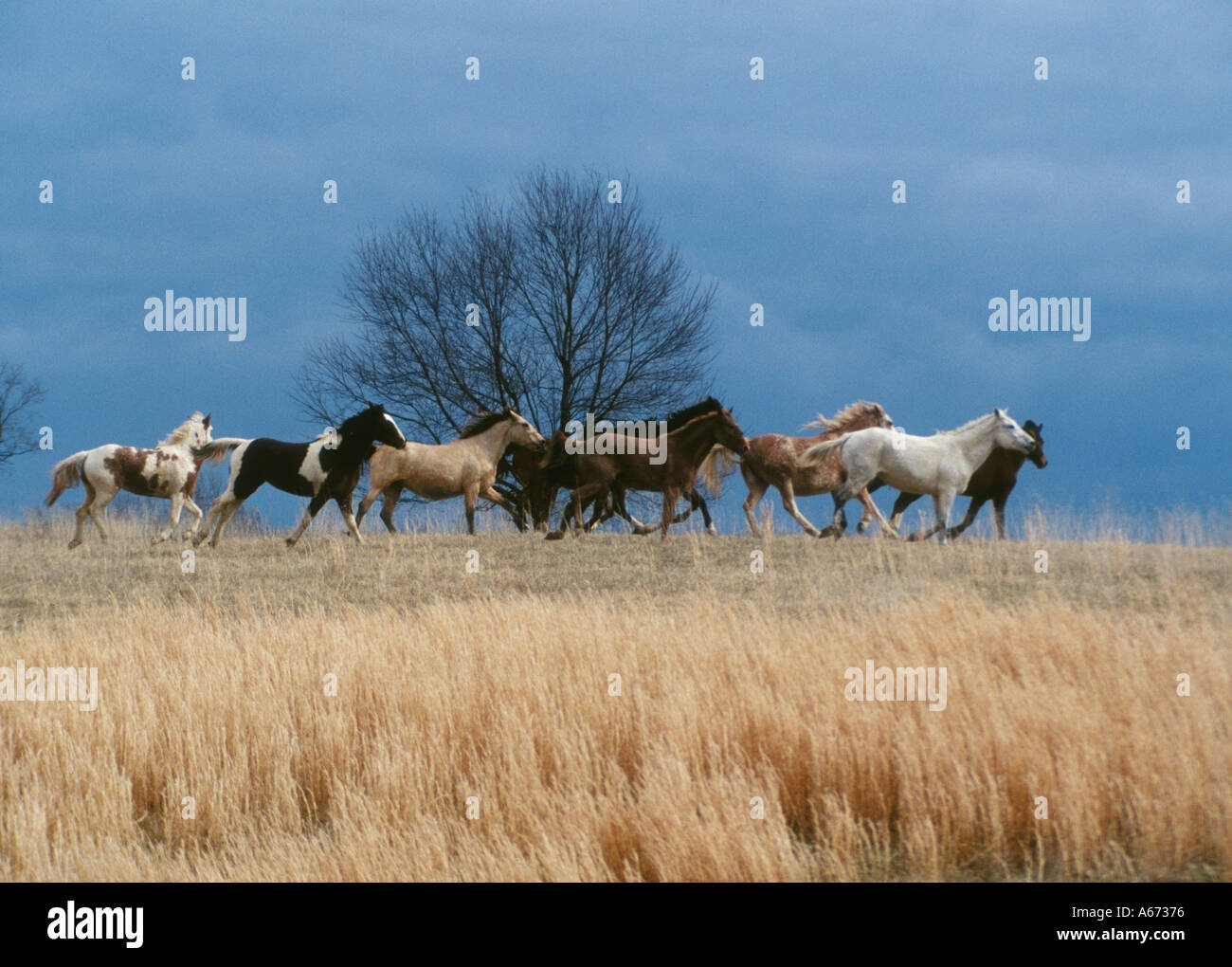 Una mandria di Bashkir Curly cavalli galoppo attraverso hilltop Foto Stock