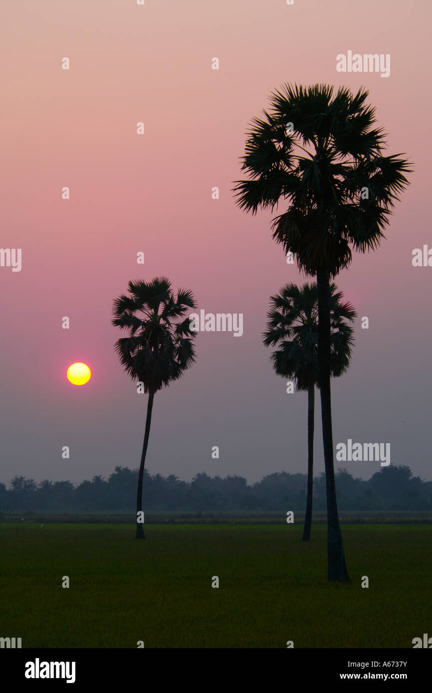 Tramonto in Suphan Buri provincia della Thailandia con Borassus flabellifer Asian Palmyra palme Foto Stock