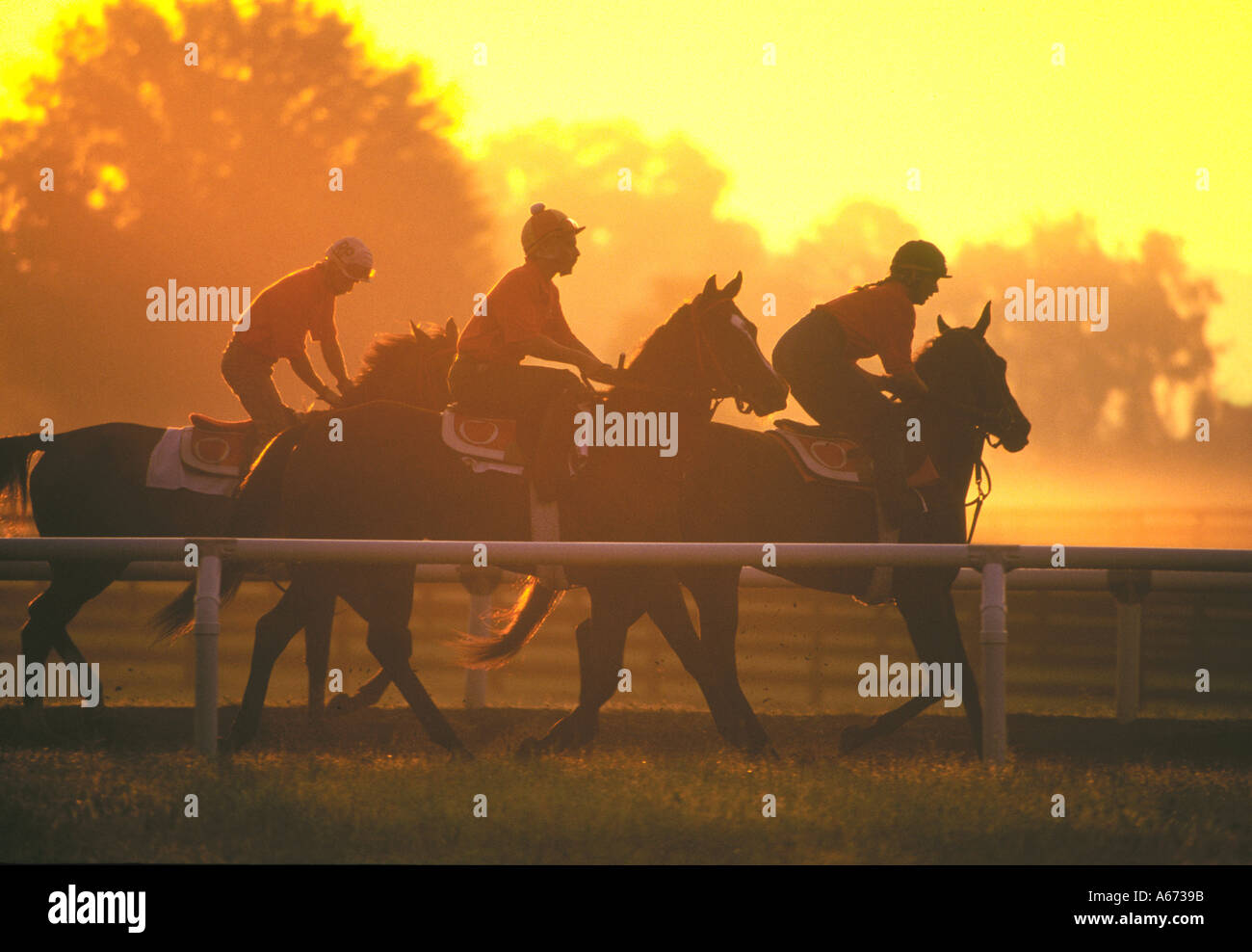 Esercizio piloti su dei cavalli di razza in Early Morning Light Foto Stock