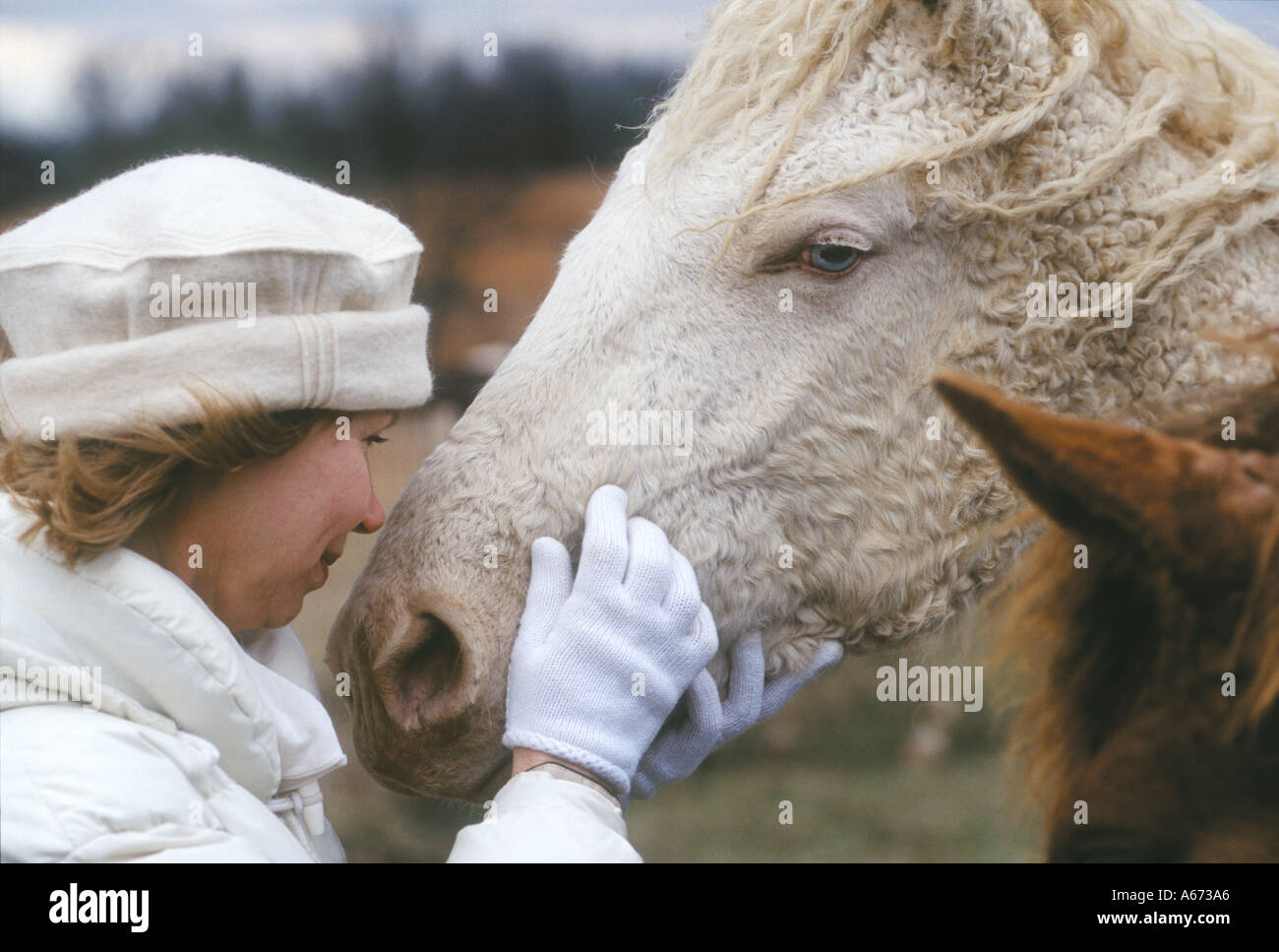 Donna con incollaggio Bashkir Curly horse Foto Stock