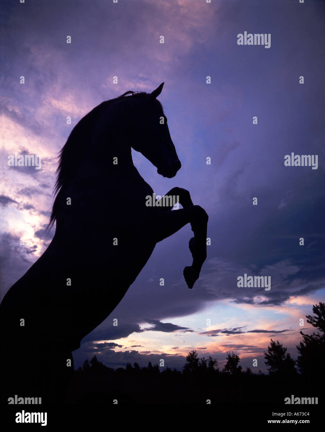 Allevamento di stallone silhouette contro il drammatico mattino cielo Foto Stock