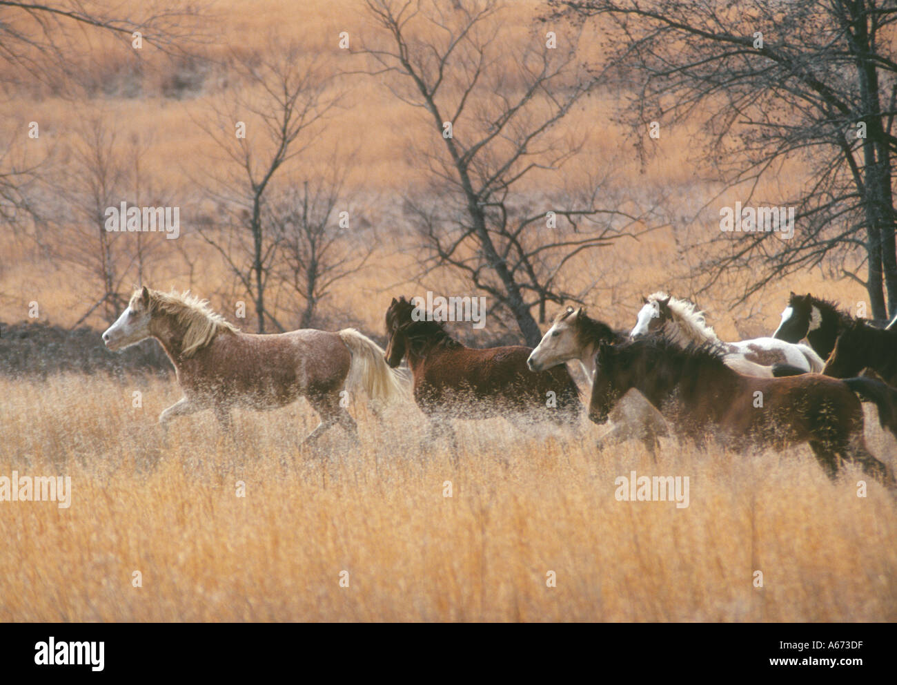 Allevamento di Bashkir Curly cavalli corrono attraverso erba alta prato Foto Stock