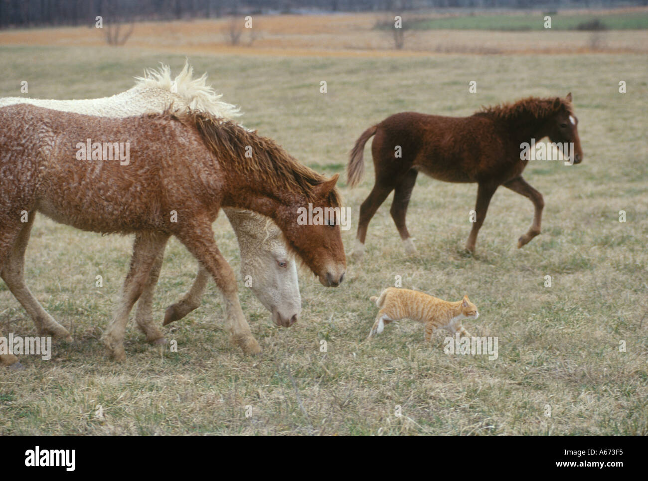 Bashkir Curly cavalli seguire un gattino attraverso pascoli Foto Stock