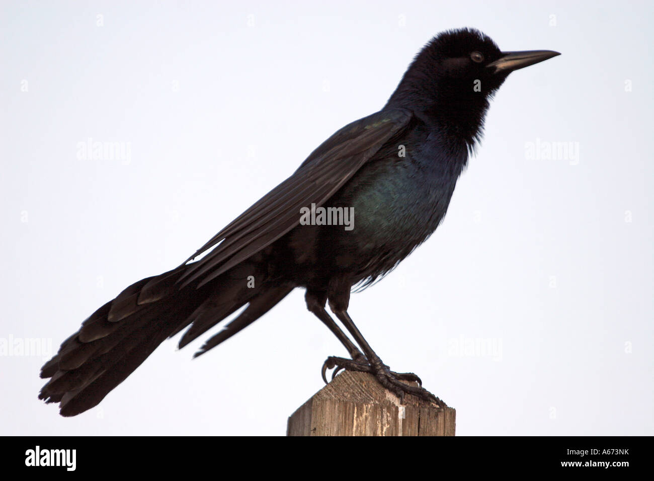 Barca tailed Grackle maschio su post in ft myers Florida Foto Stock