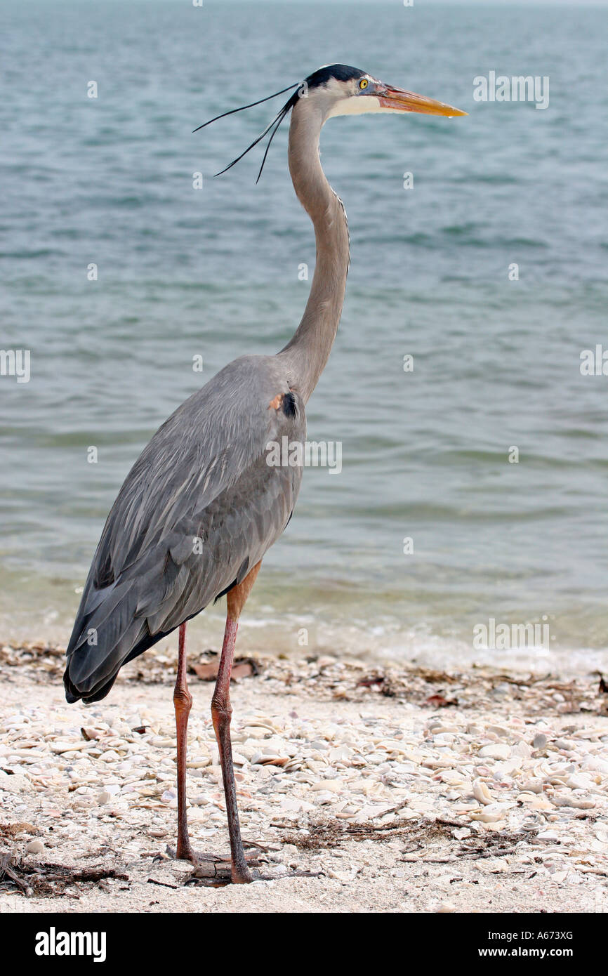 Airone blu in allevamento piumaggio guardando a destra su Sanibel Island Florida Foto Stock