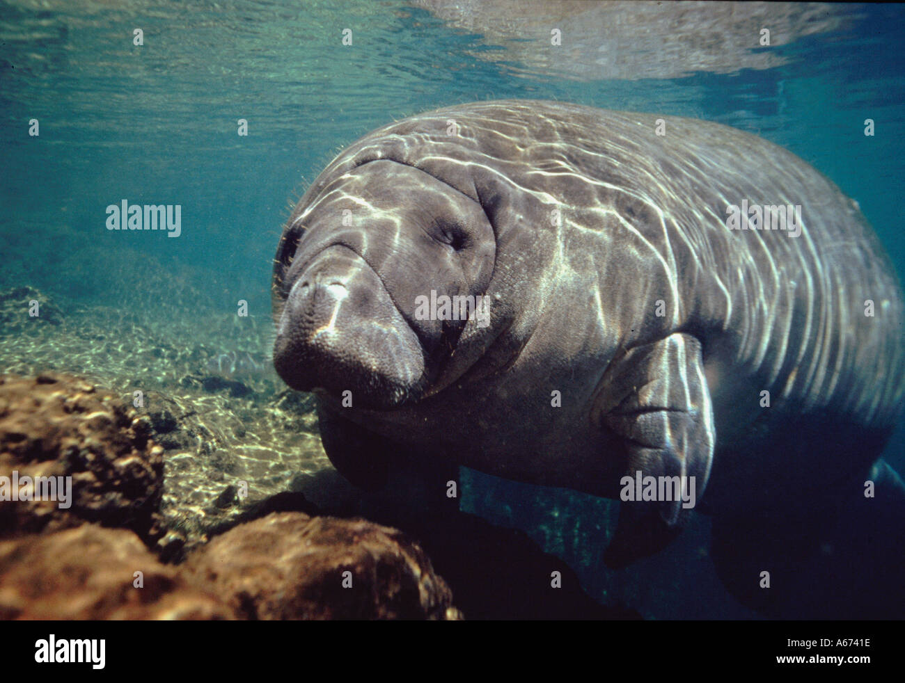 West Indian lamantino a Homasassa Springs FL Foto Stock