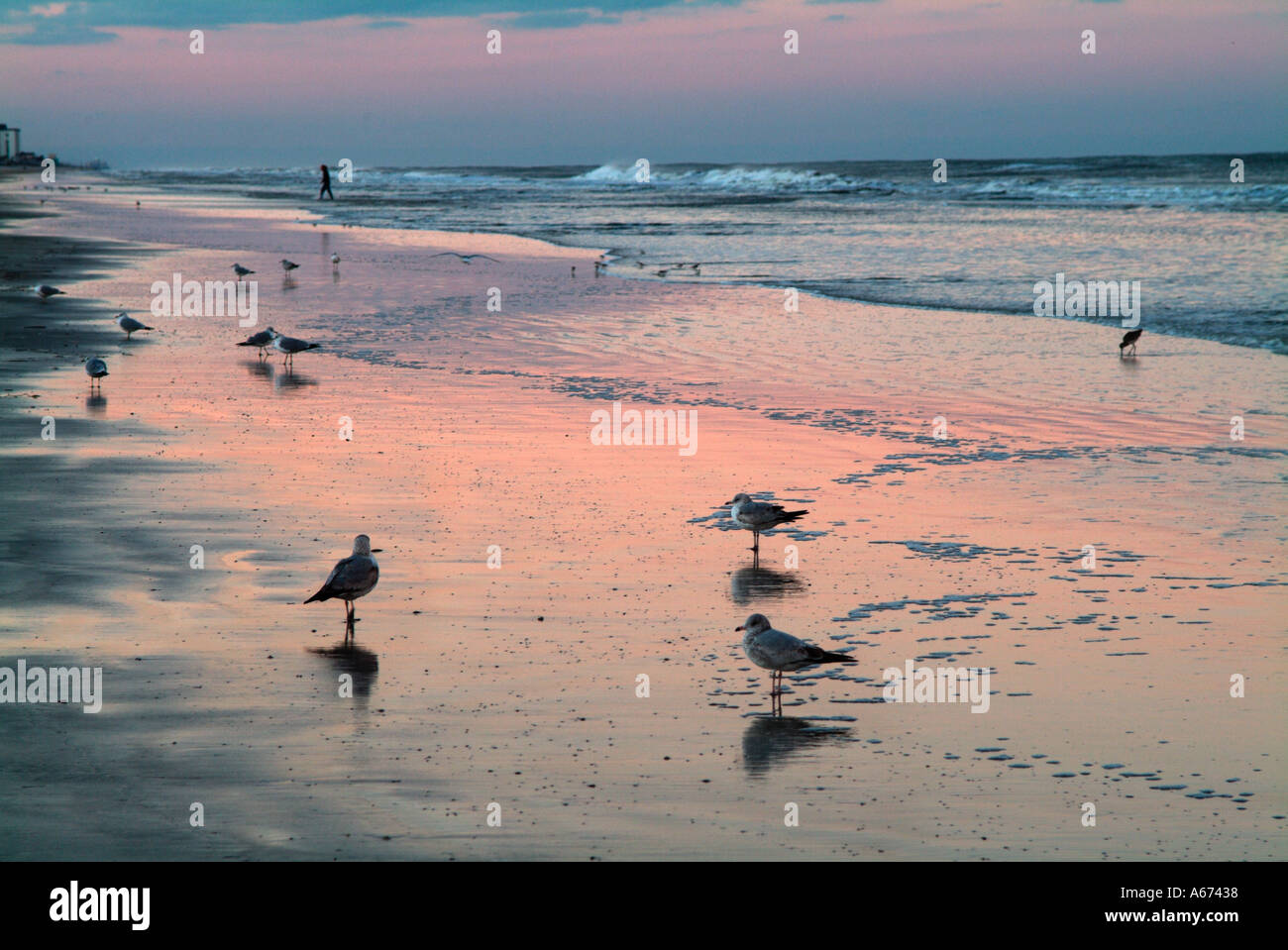 I gabbiani sulla battigia al crepuscolo Ormond Beach FL Foto Stock