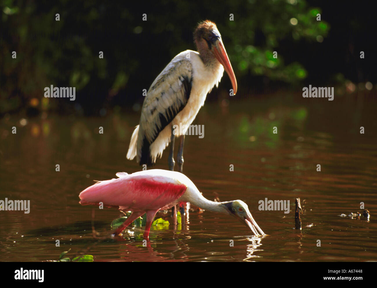 Roseate Spoonbill e legno Ibis a Mrazek stagno, Everglades National Park, Florida Foto Stock