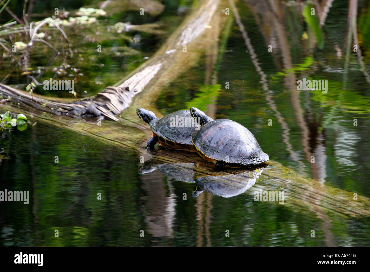 Due Florida Redbelly tartarughe sommerso sul tronco di albero Southwest Florida Foto Stock