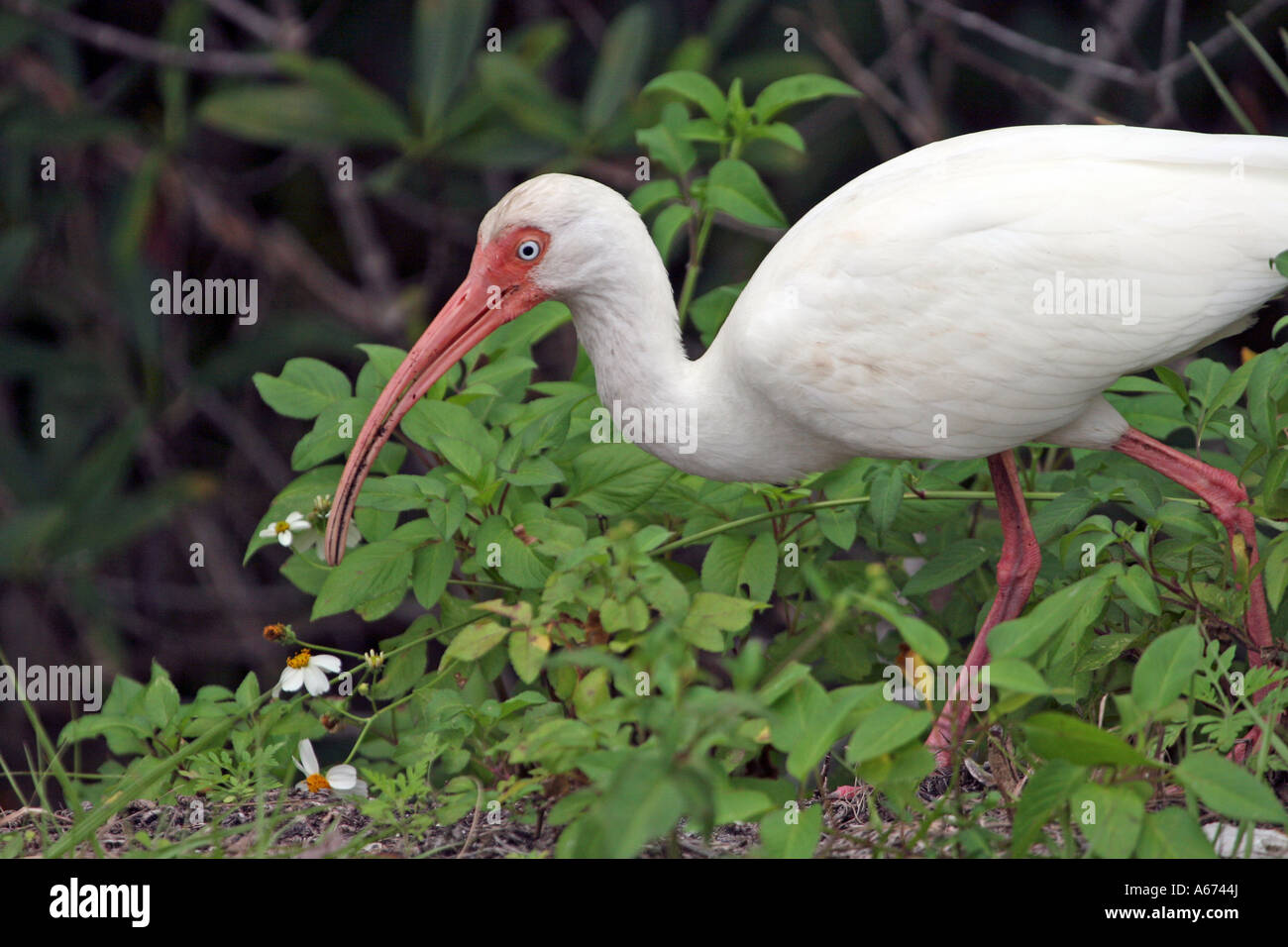 Ibis bianco in cerca di cibo nei boschi della Florida del sud-ovest Foto Stock
