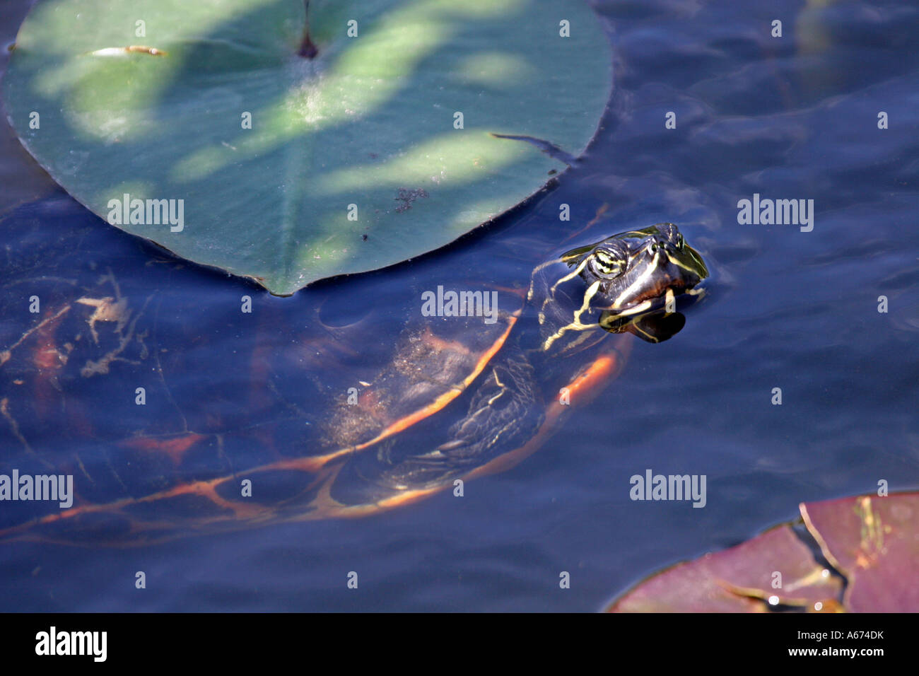 Florida Redbelly Turtle in acqua Florida Everglades Foto Stock
