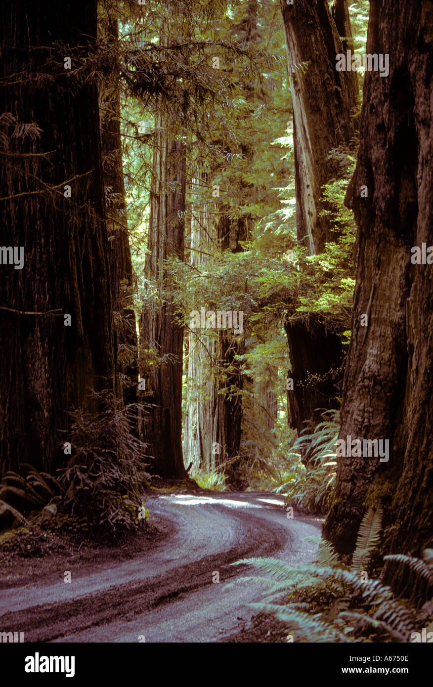 California Jedediah Smith Redwoods State Park Foto Stock