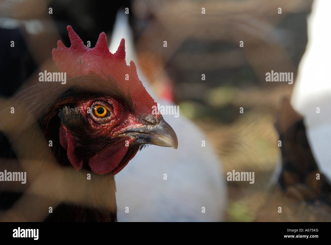 'Brown pollo in 'pollo run, STATI UNITI D'AMERICA". Foto Stock