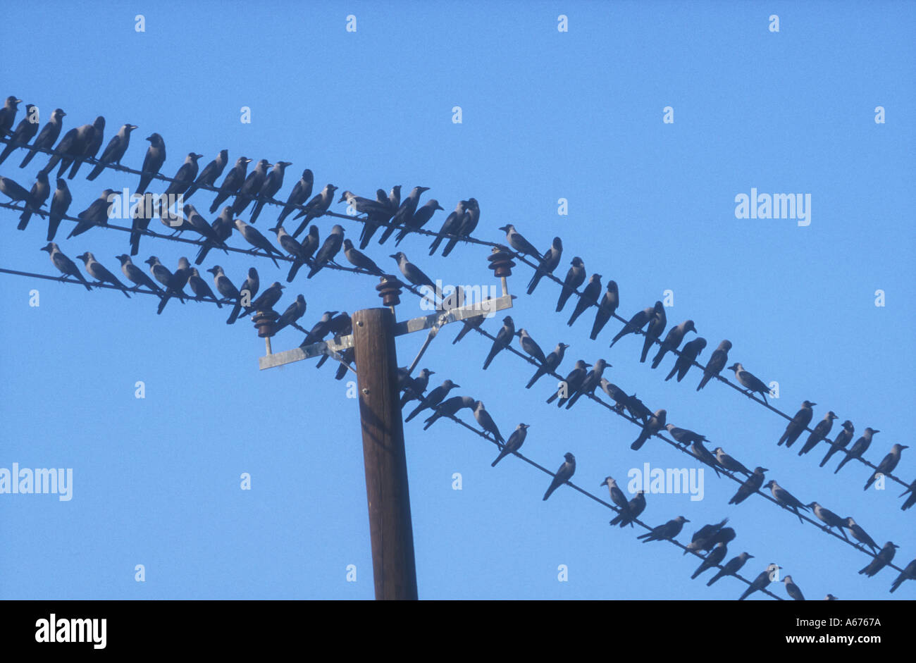 Casa CROW Corvus splendens Foto Stock