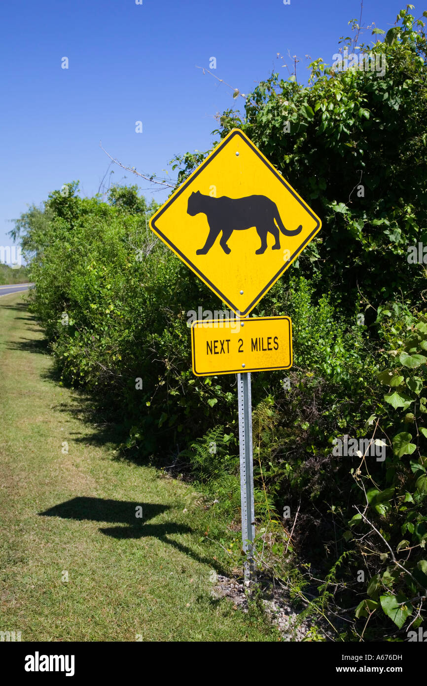 Una Pantera segno di attraversamento in Everglades National Park nel sud della Florida Foto Stock