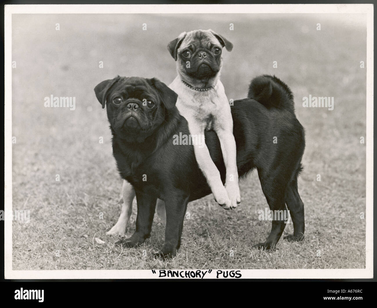 Pug di caduta 1952 Foto Stock
