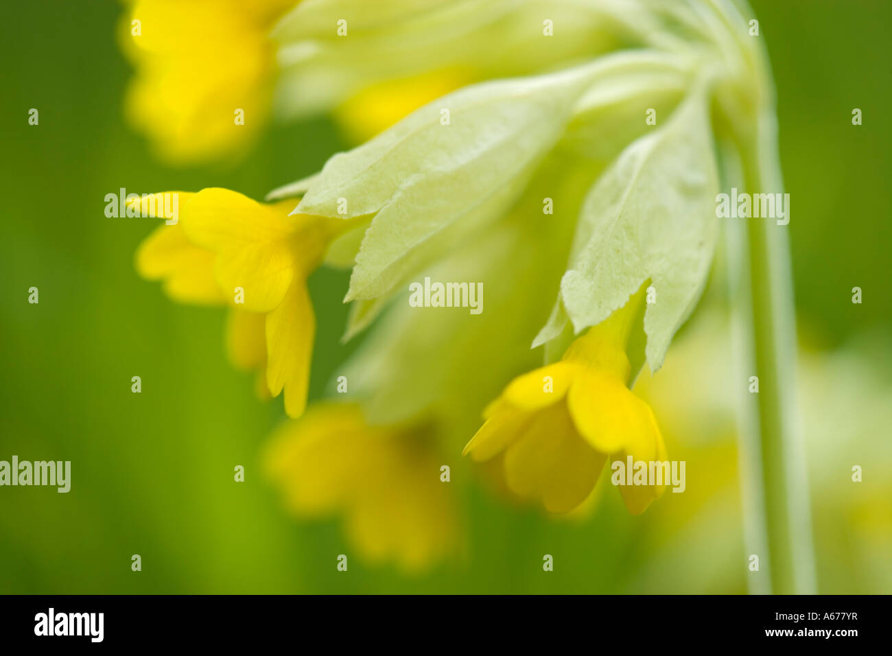 Cowslip, Primula veris Foto Stock Cowslip, Primula veris Foto Stock