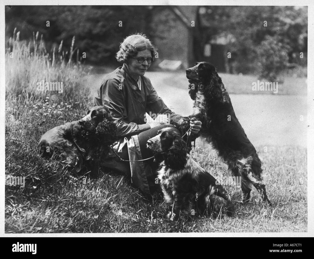 Caduta Cocker Spaniel 1936 Foto Stock