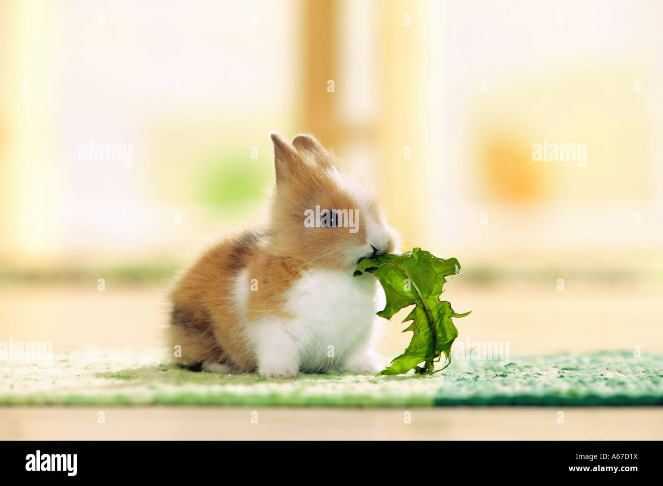 Giovani pigmei mangiare coniglio foglia di tarassaco Foto Stock