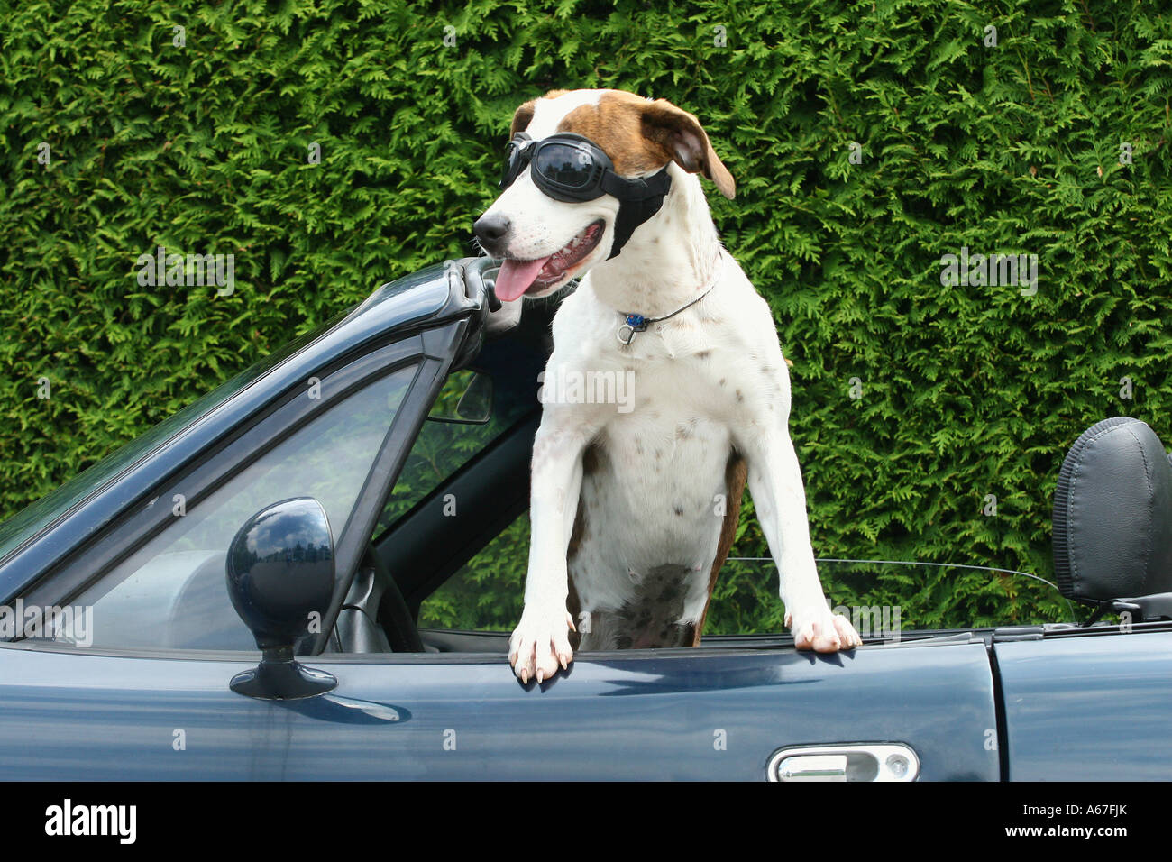 Jack Russell Terrier con occhiali da sole in auto Foto stock - Alamy