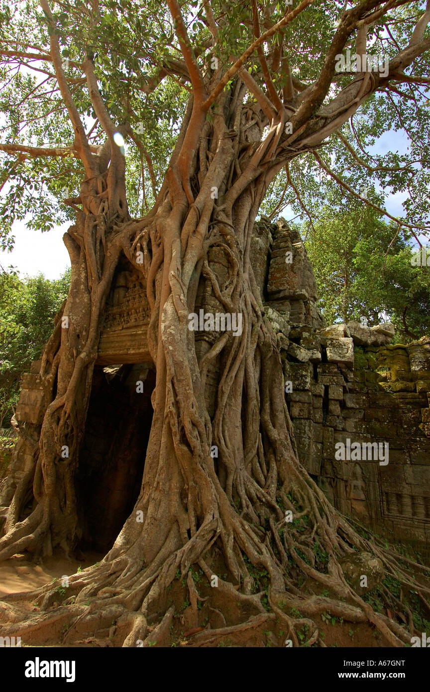 Giant strangler fig alberi che crescono oltre il tempio di Angkor Wat (o di Angkor Vat) - tempio Khmer, Angkor, Cambogia. Foto Stock