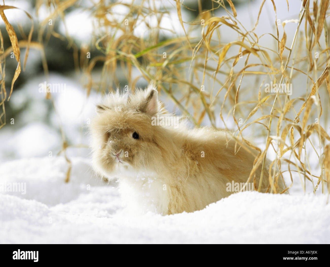 Il coniglio d'angora in snow Foto Stock