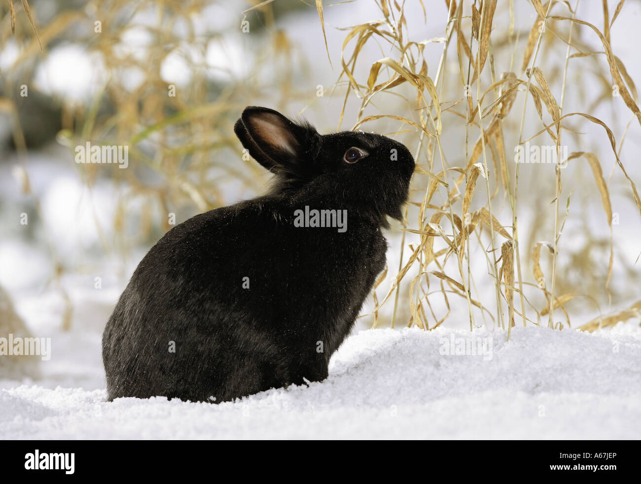 Nano nero coniglio in neve Foto Stock