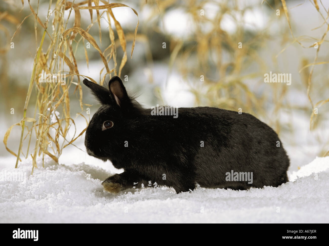 Nano nero coniglio in neve Foto Stock