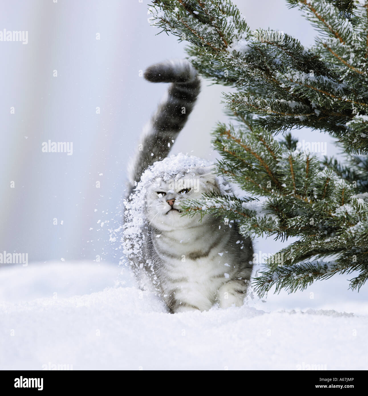 British Shorthair cat - La neve sulla testa Foto Stock