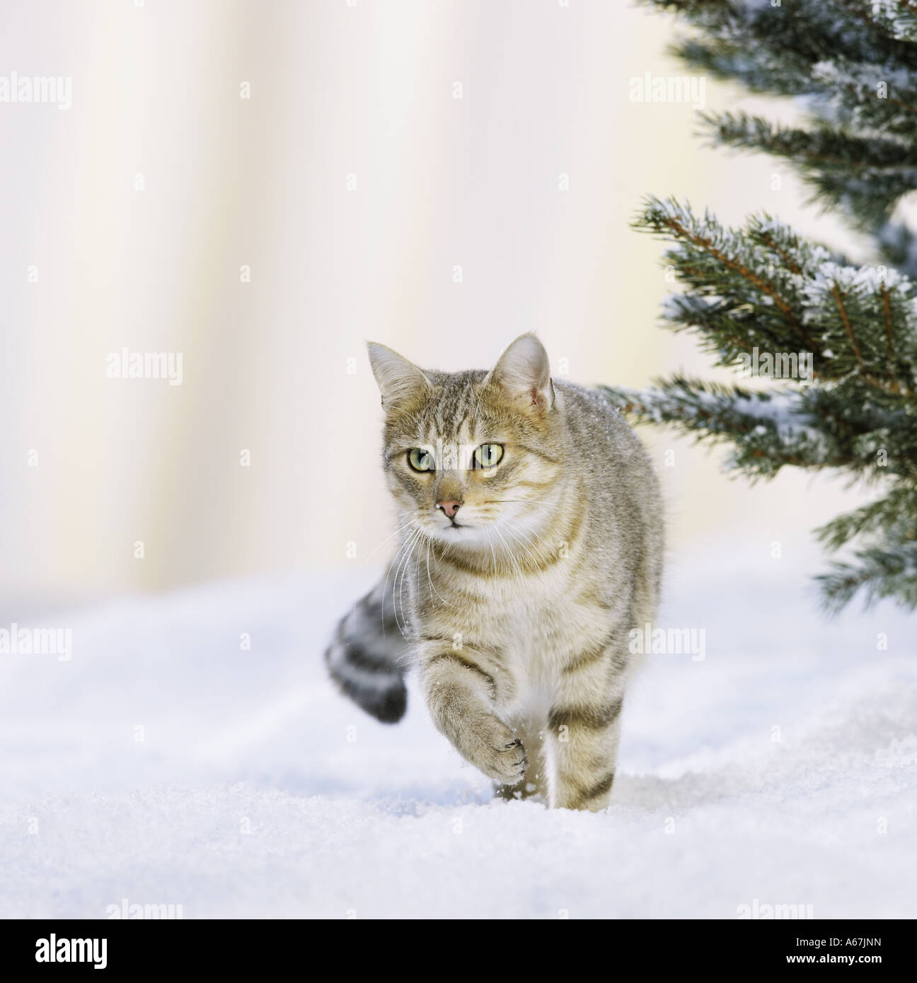 Il gatto domestico - passeggiate nella neve Foto Stock