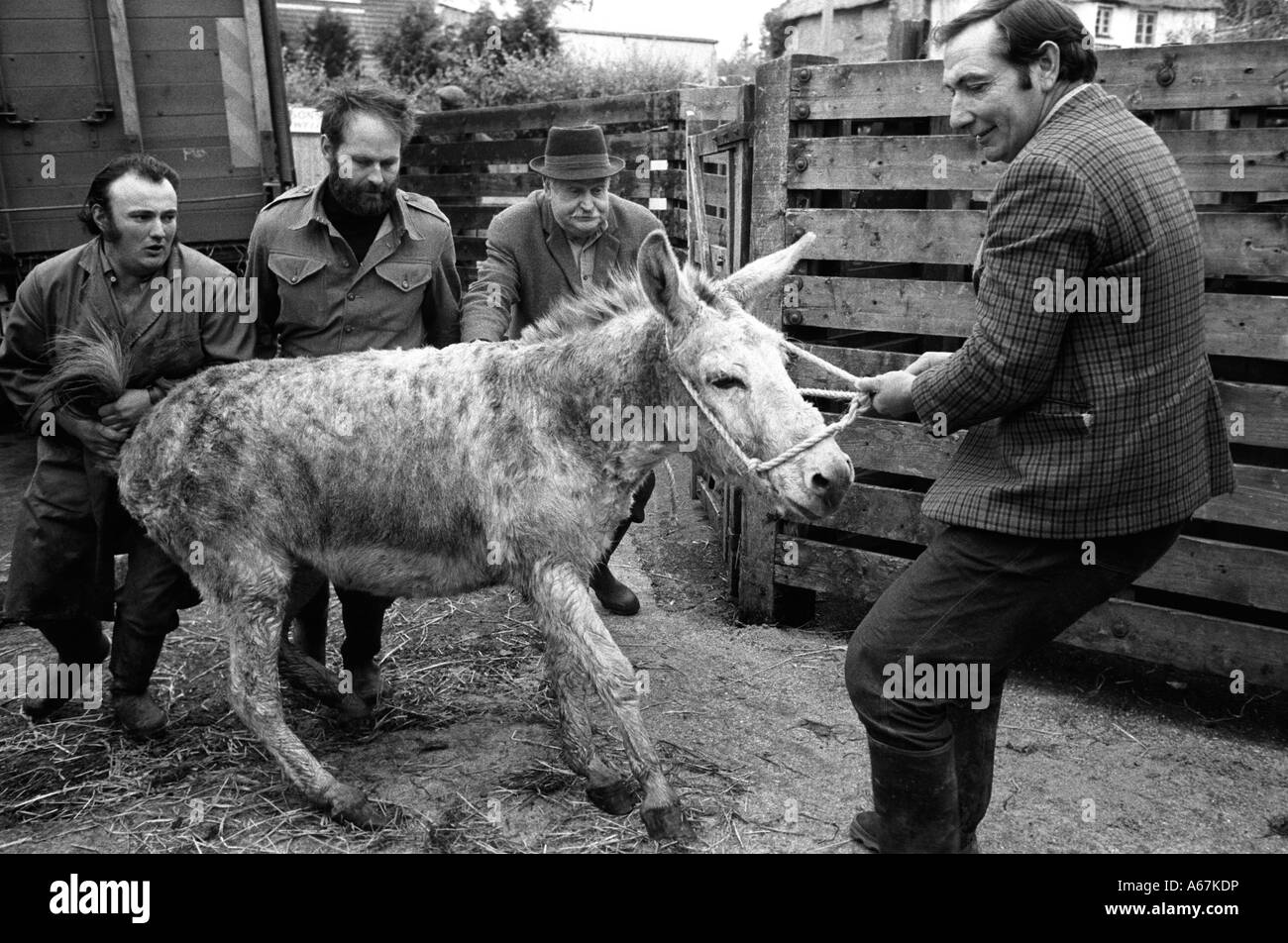 Vendita di Horses Auction UK 1970s. Un mulo è testardo e non entrerà nell'anello d'asta. Hatherleigh, Devon, novembre 1973. HOMER SYKES Foto Stock