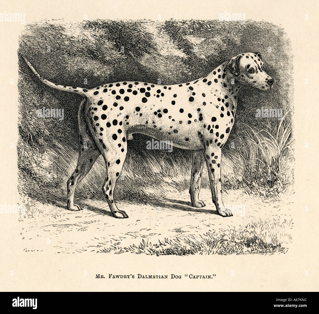 Dalmata 1886 Foto Stock