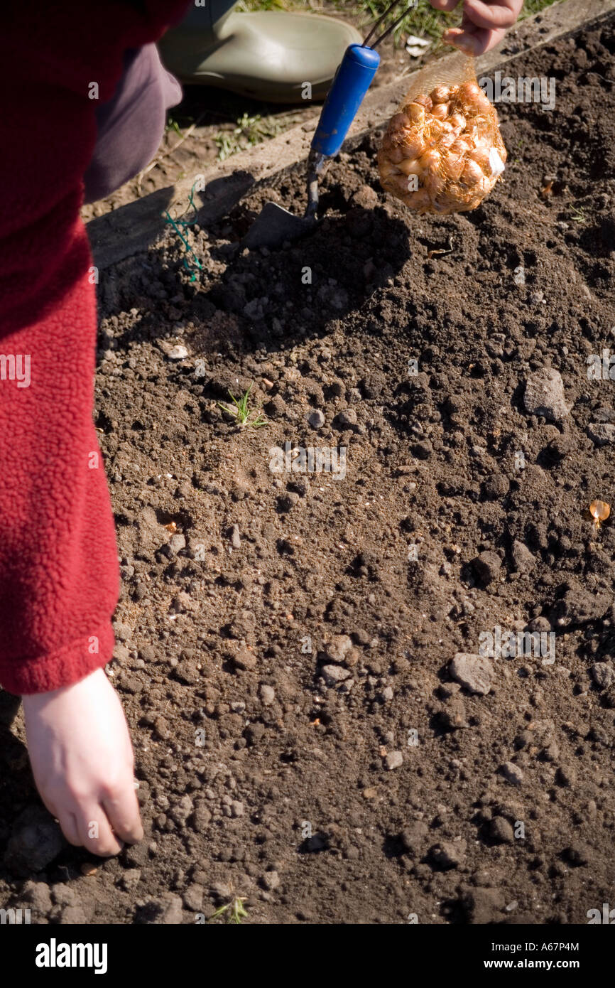 Sul riparto UK una donna piante cipolle su un pronto preparato plot Foto Stock