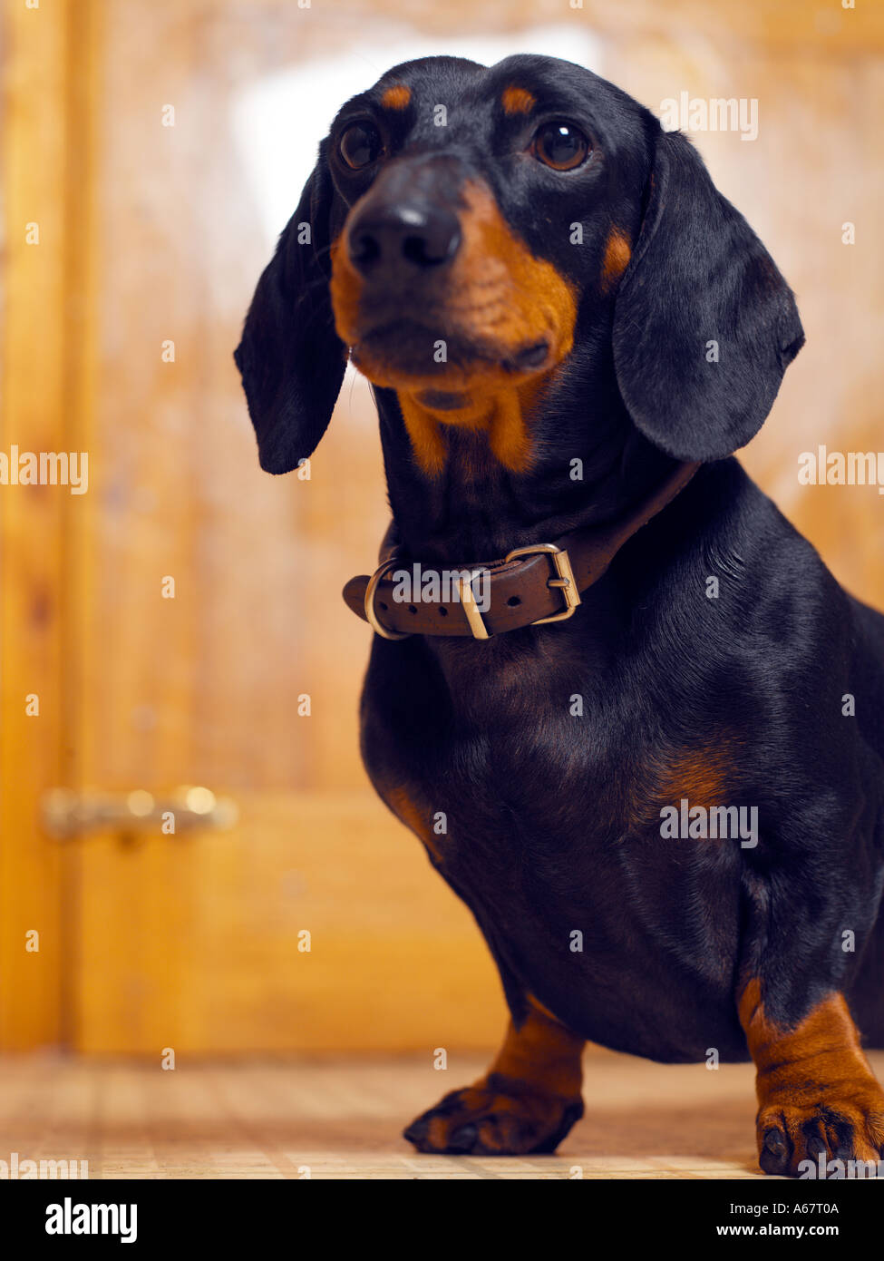 Cane Bassotto ritratto Foto Stock