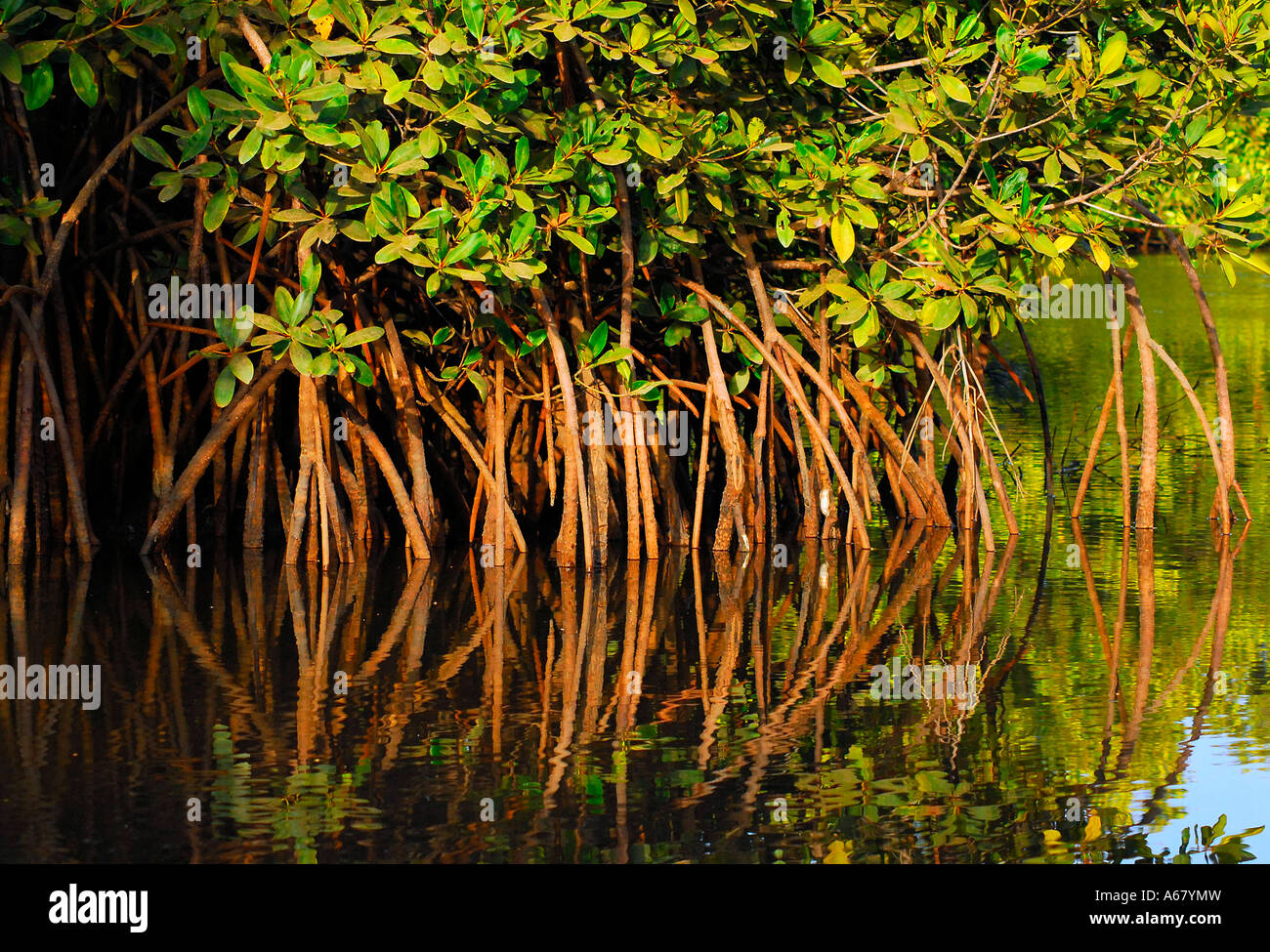 Nella foresta di mangrovie - riflessione di radici e rami, Gambia, Africa Foto Stock
