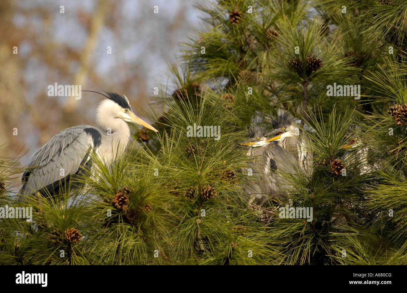 Airone cinerino (Ardea cinerea) con cuscini Foto Stock