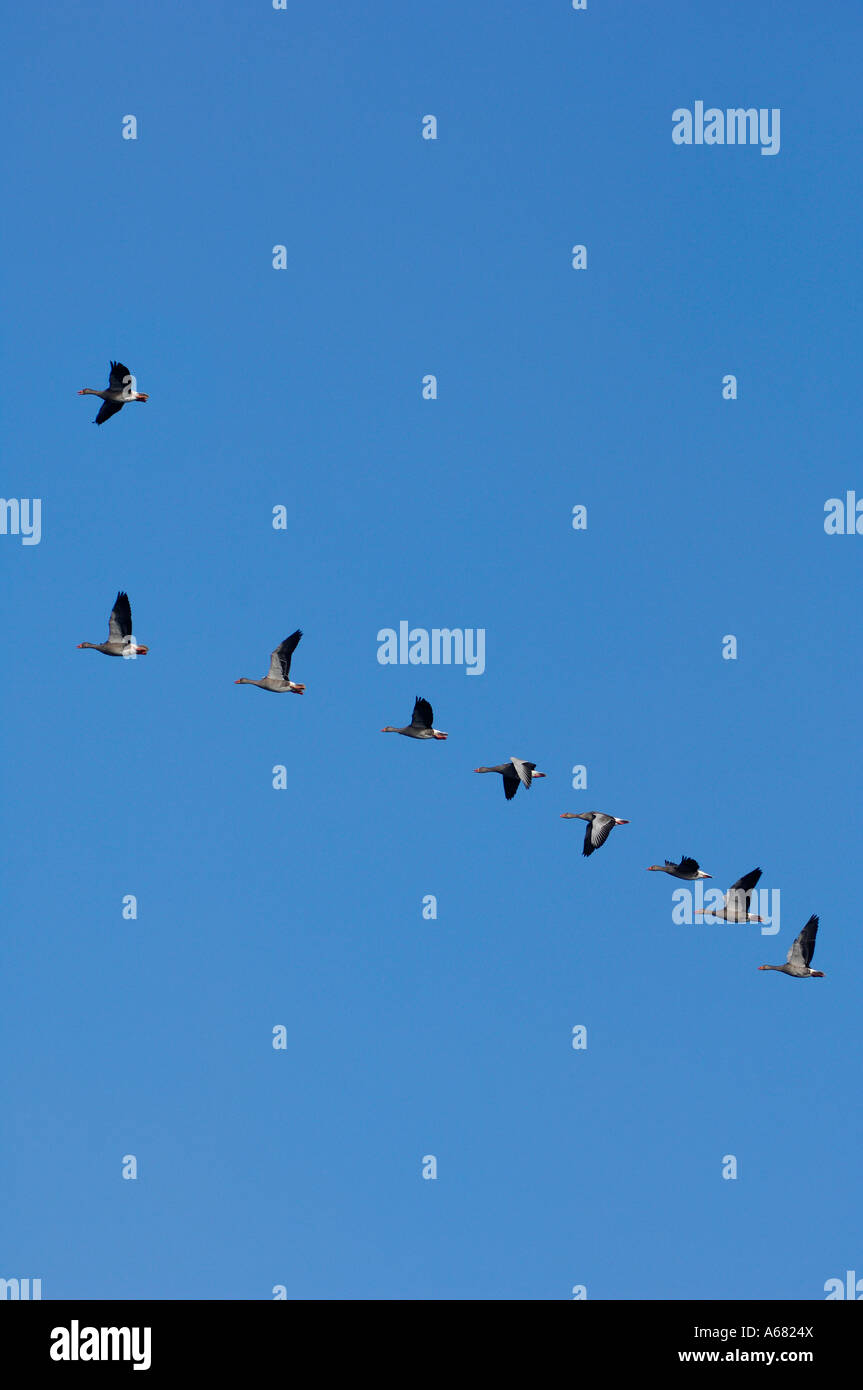 Le oche grigie, anser risposta, uccelli migratori Foto Stock
