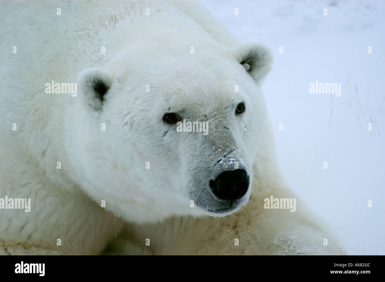 Canada l'orso polare paese intorno al Churchill Manitoba al punto di Gordon e vicino a Cape Churchill in Wapusk National Park Foto Stock