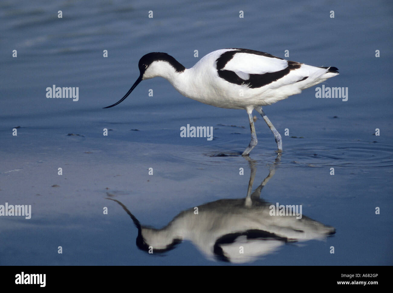 Avocet (Recurvirostra avosetta) Foto Stock