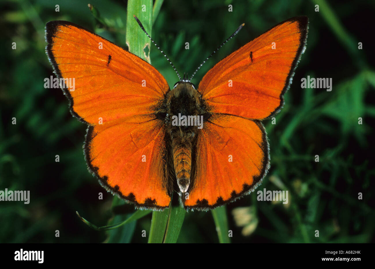 Grande di rame (farfalla Lycaena dispar) bagni di sole Foto Stock