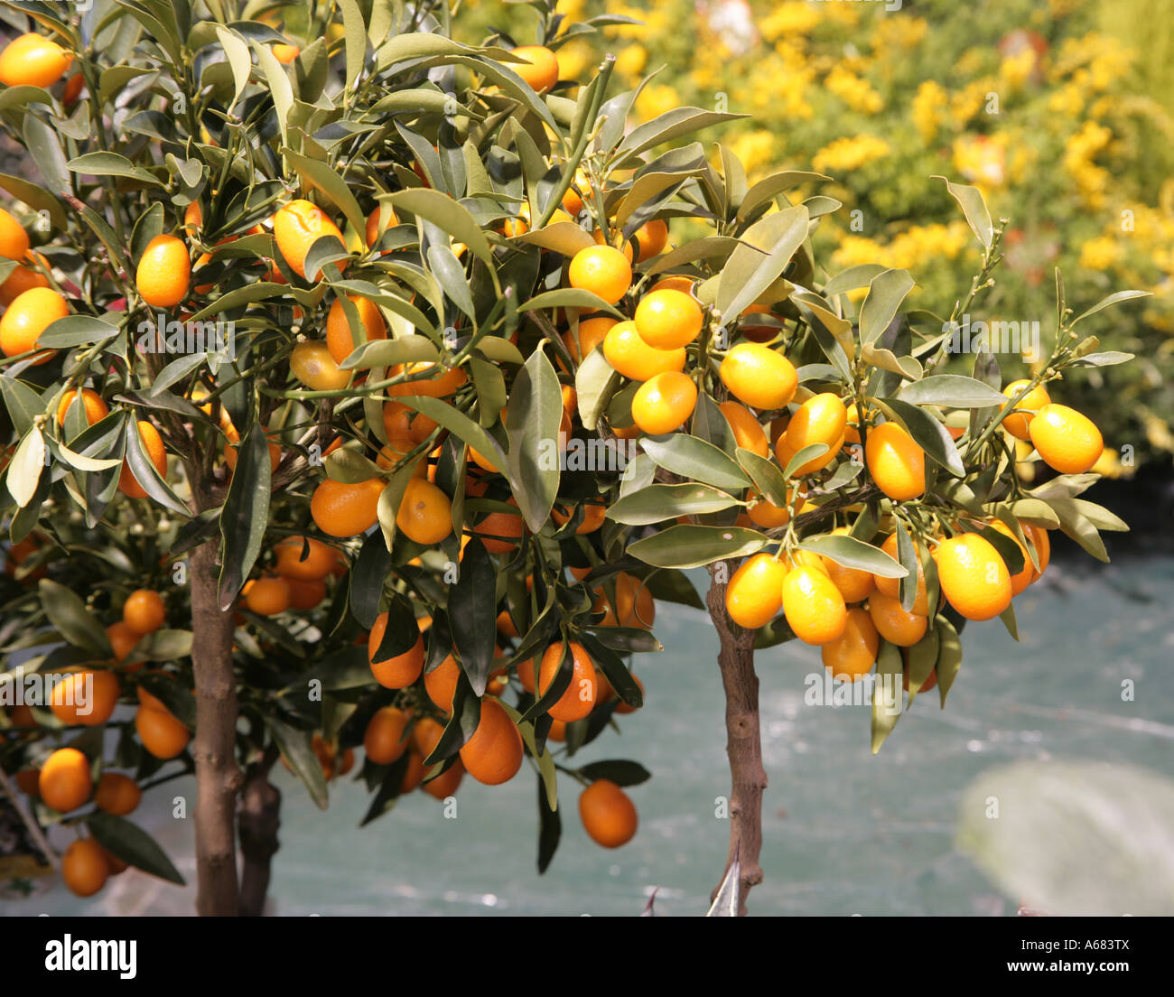 Kumquat tree Fortunella margarita Foto Stock