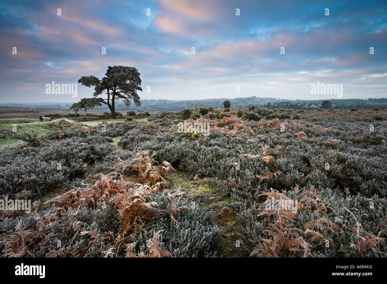 Trasformata per forte gradiente gelo su una mattina inverni nel nuovo Parco Nazionale della Foresta Foto Stock