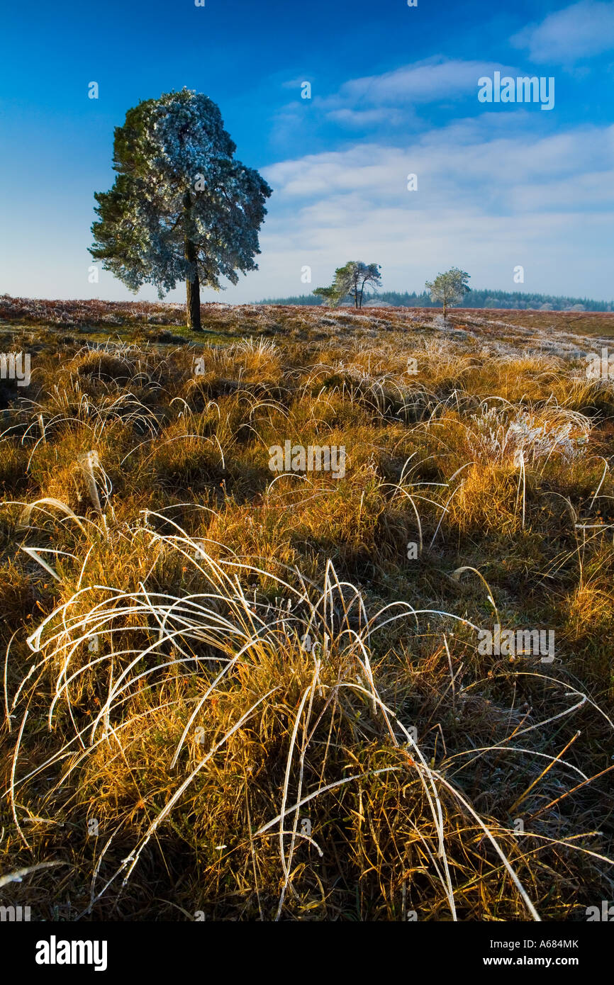 Frosty mattina sulla brughiera nel nuovo Parco Nazionale della Foresta Foto Stock