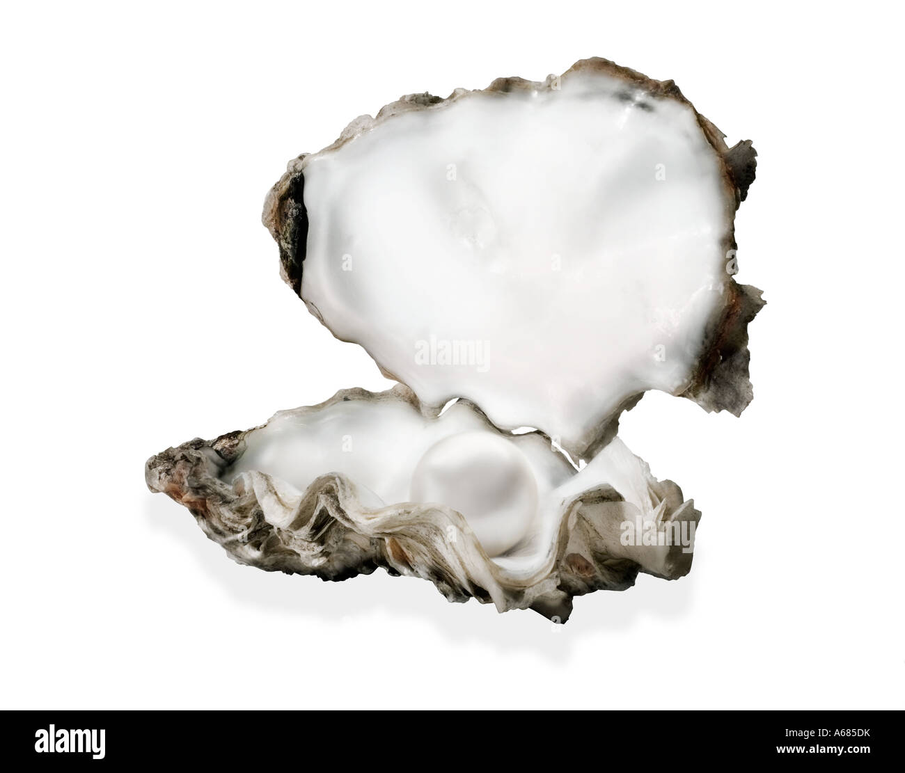 Oyster, guscio di ostrica, aprire il guscio di ostrica con perla interno, tagliate, ritaglio Foto Stock