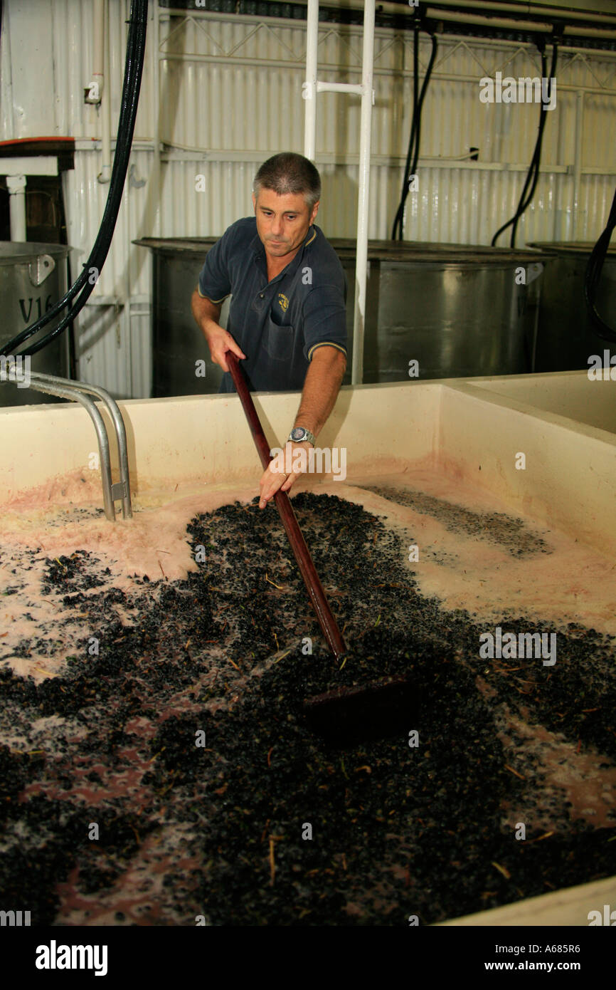 Cantina di spoglia dei lavoratori una vasca contenente appena raccolte uve Shiraz a Tyrrells vini in Australia s Hunter Valley Foto Stock