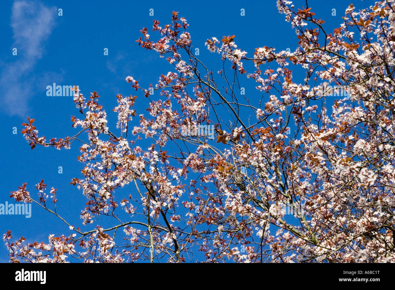 Rosa in fiore primavera, Dorset, Regno Unito Foto Stock