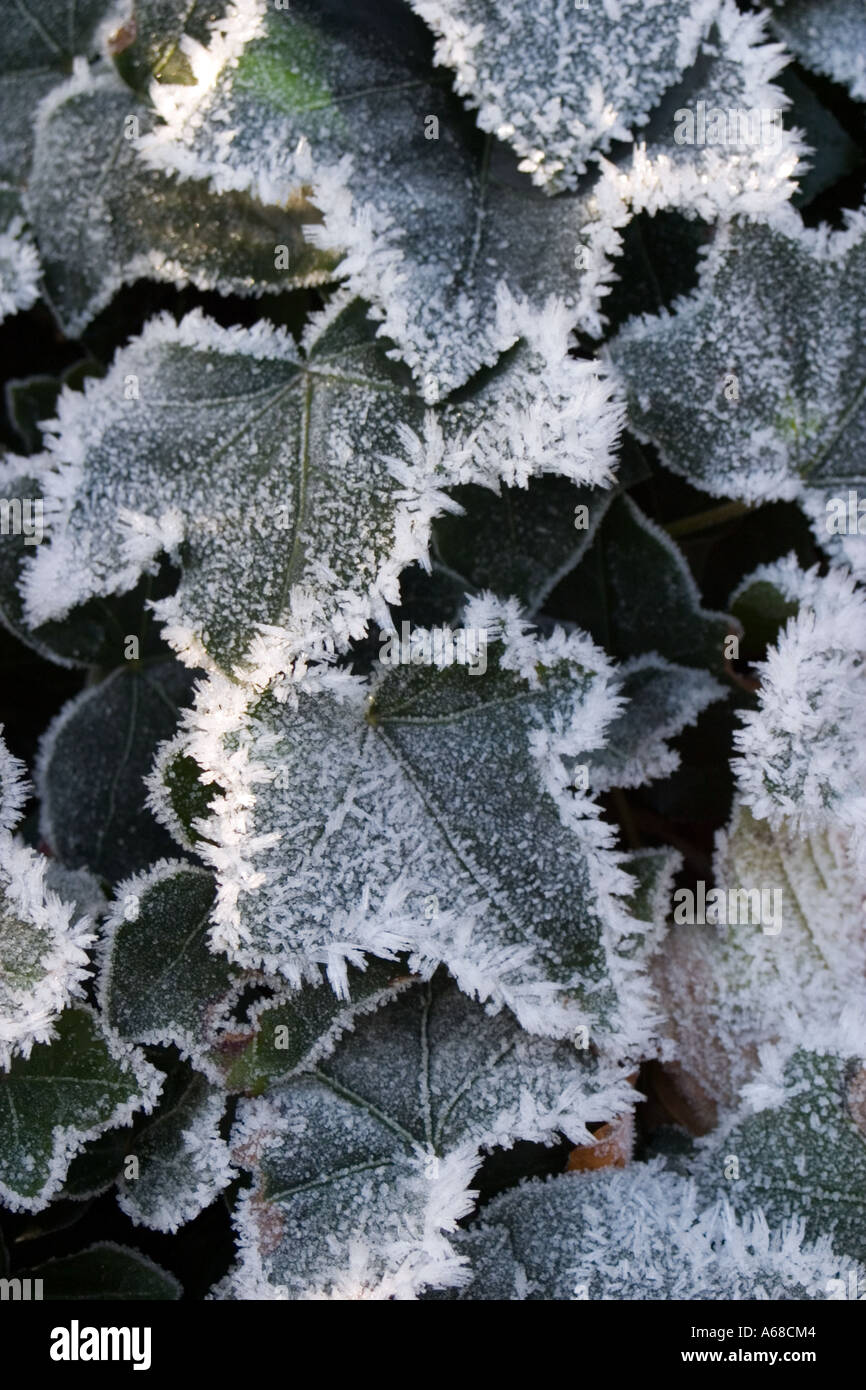 Frost pesanti su foglie d'edera Foto Stock