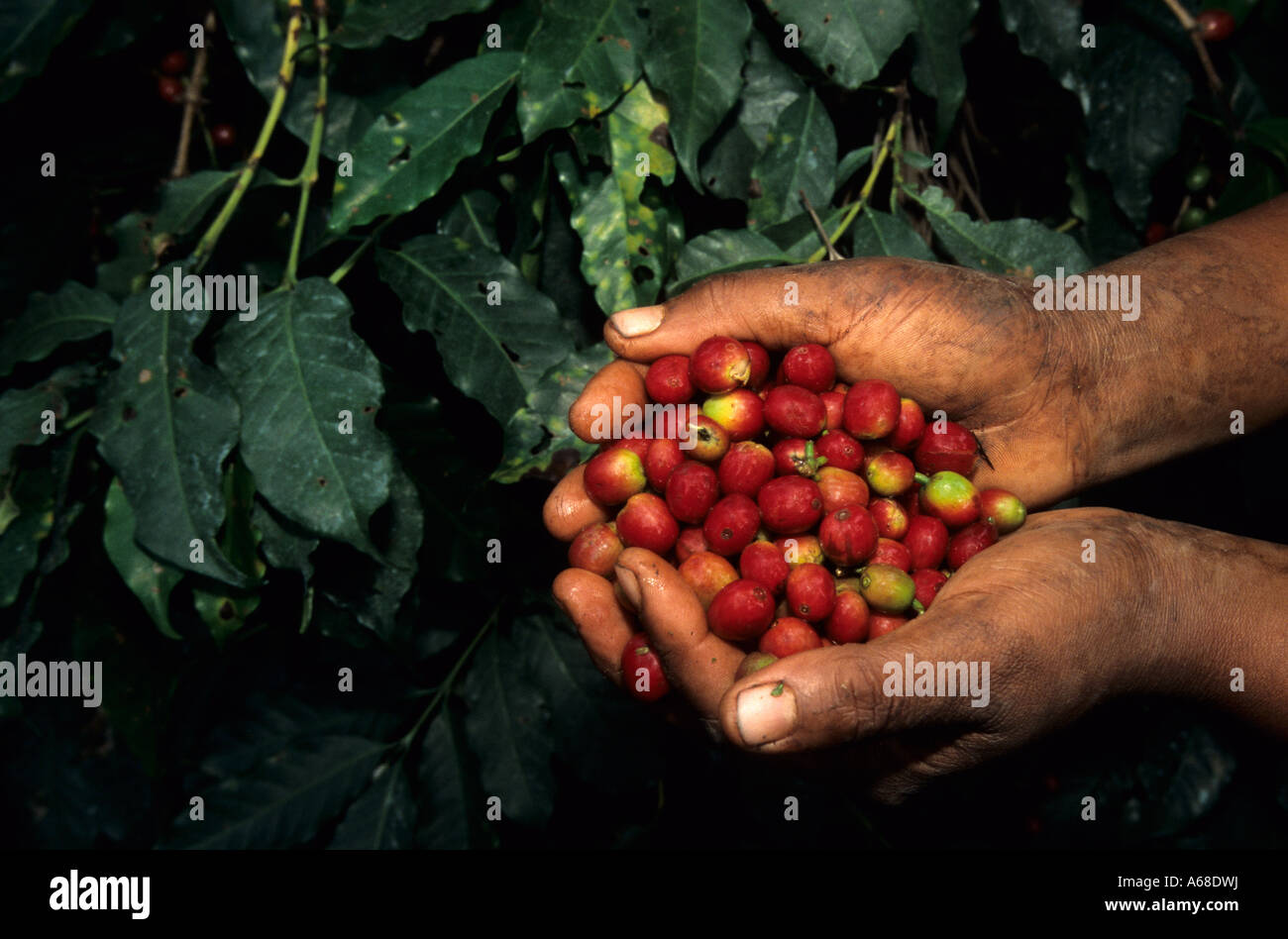 La selezione di caffè con le mani appena raccolto bacche di caffè (Coffea arabica), regione di Kilimanjaro, Tanzania Foto Stock